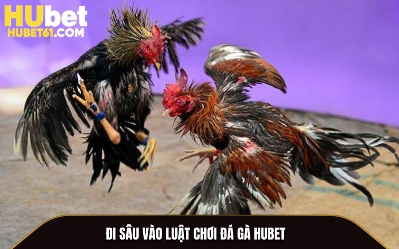 Đi sâu vào luật chơi Đá Gà Hubet