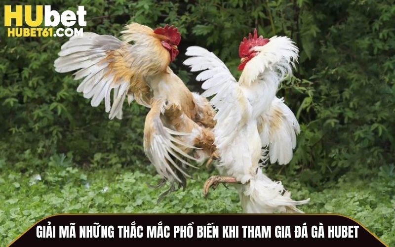 Giải mã những thắc mắc phổ biến khi tham gia Đá Gà Hubet