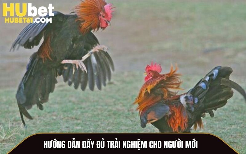 Hướng dẫn đầy đủ trải nghiệm cho người mới
