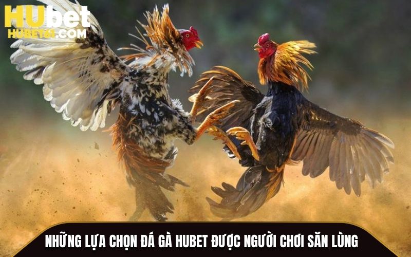 Những lựa chọn Đá Gà Hubet được người chơi săn lùng