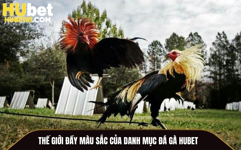 Thế giới đầy màu sắc của danh mục Đá Gà Hubet